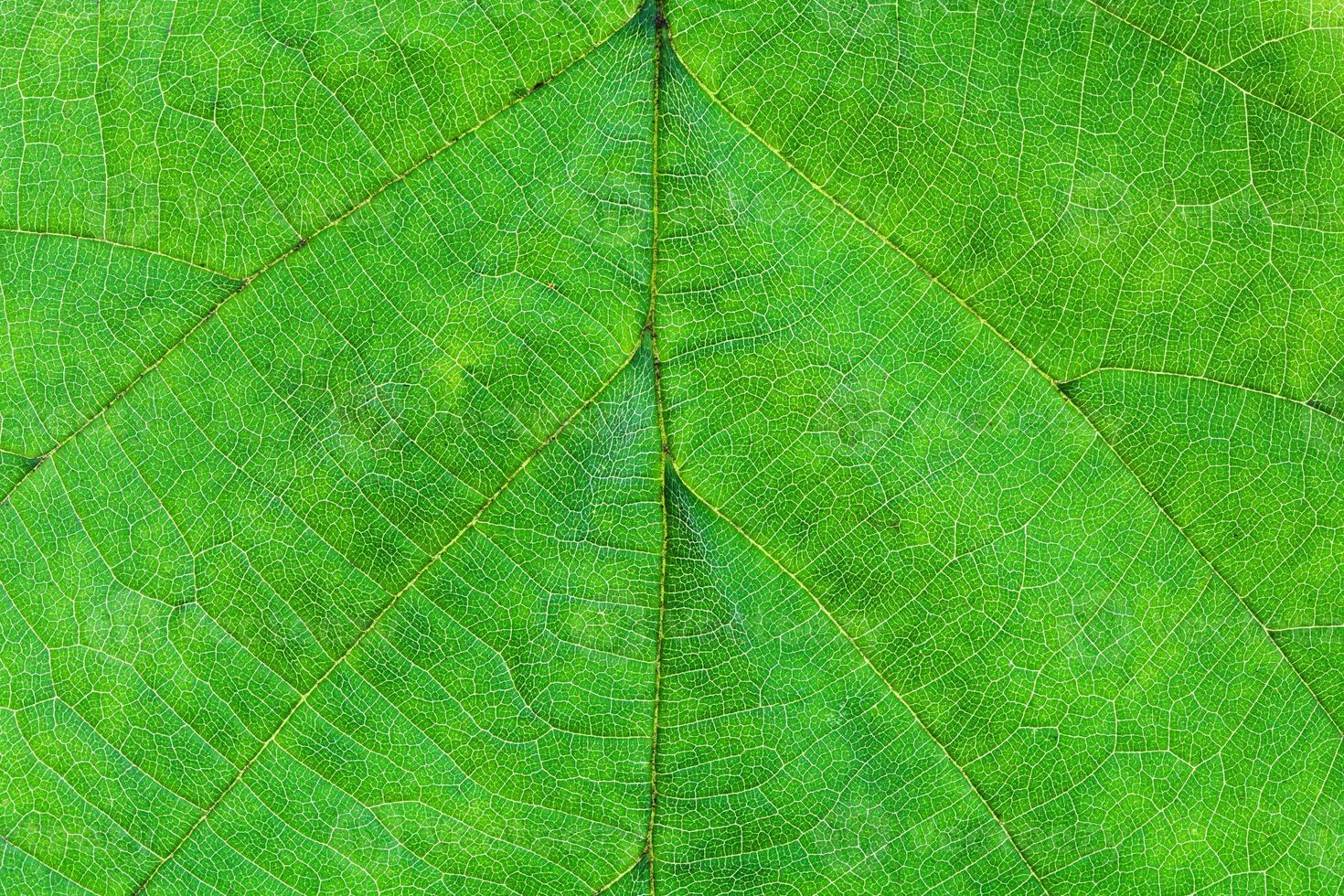 green leaf of hazel tree photo
