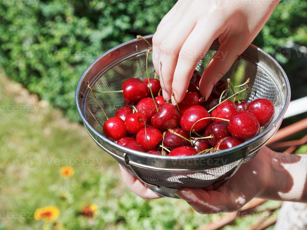 woman eats ripe red sweet cherries photo