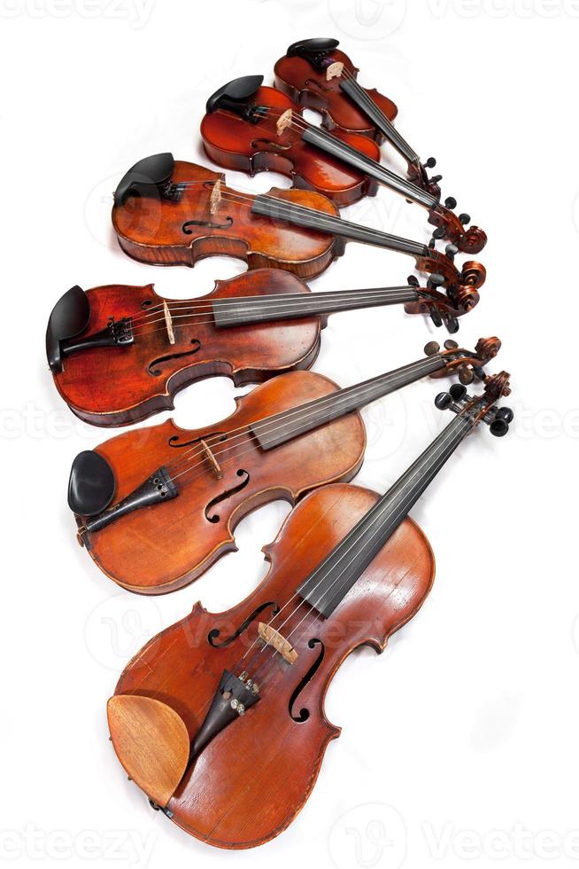 different sized fiddles photo