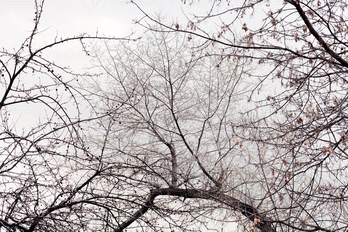 grey sky and branches of trees photo