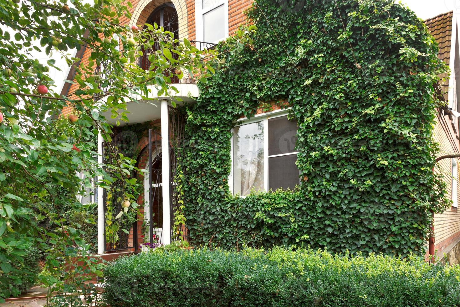 facade of counrty house with green ivy photo
