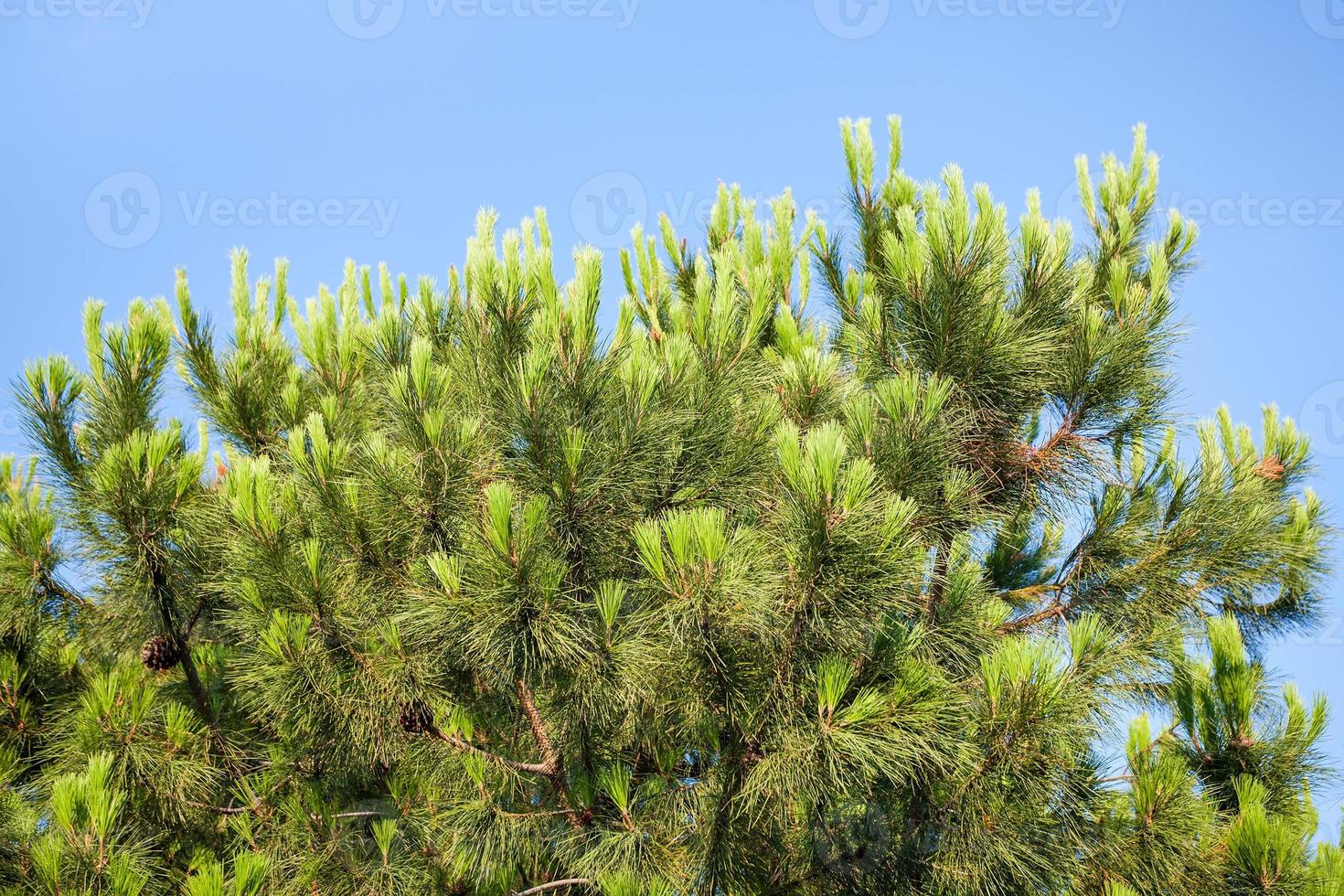 green branch of sicilian pine tree photo
