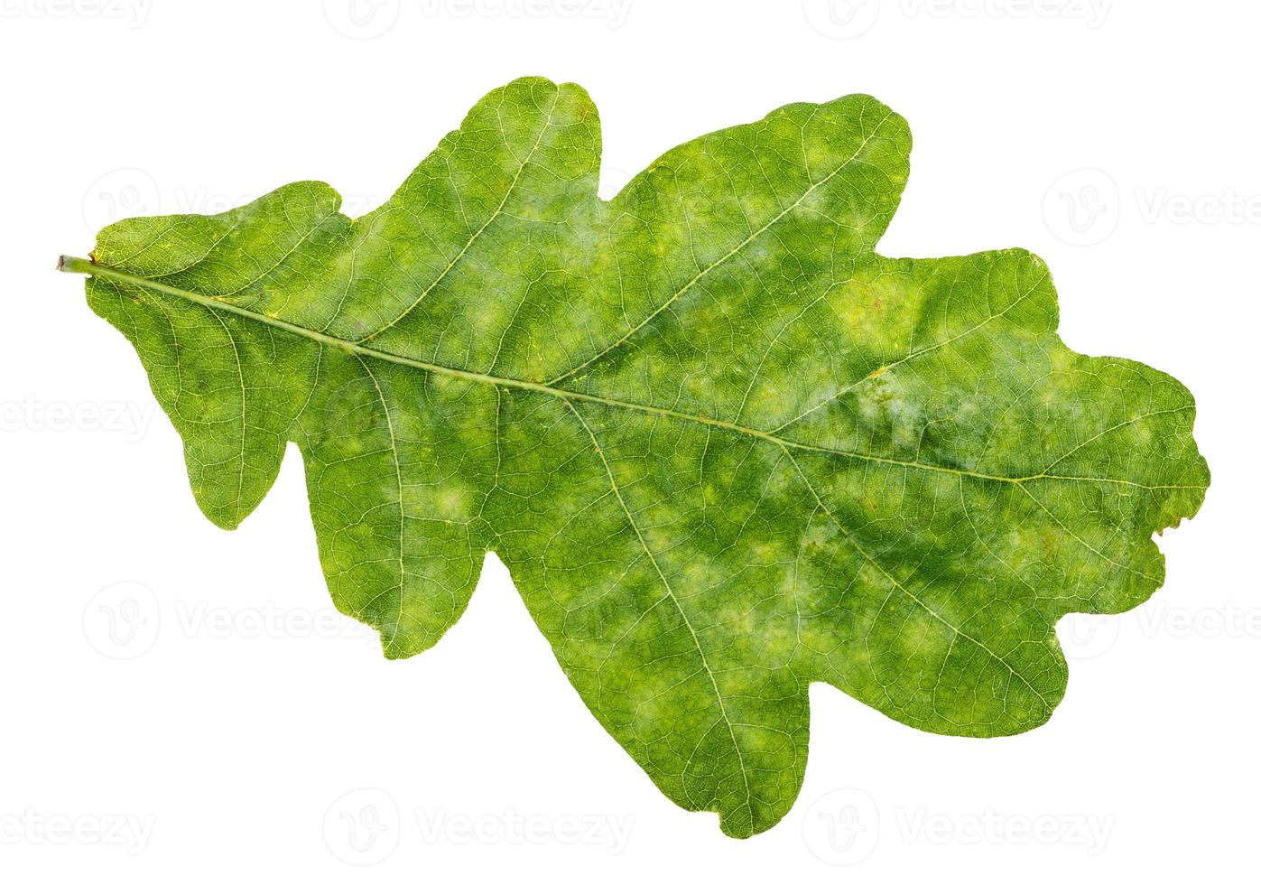 natural green oak leaf isolated on white photo