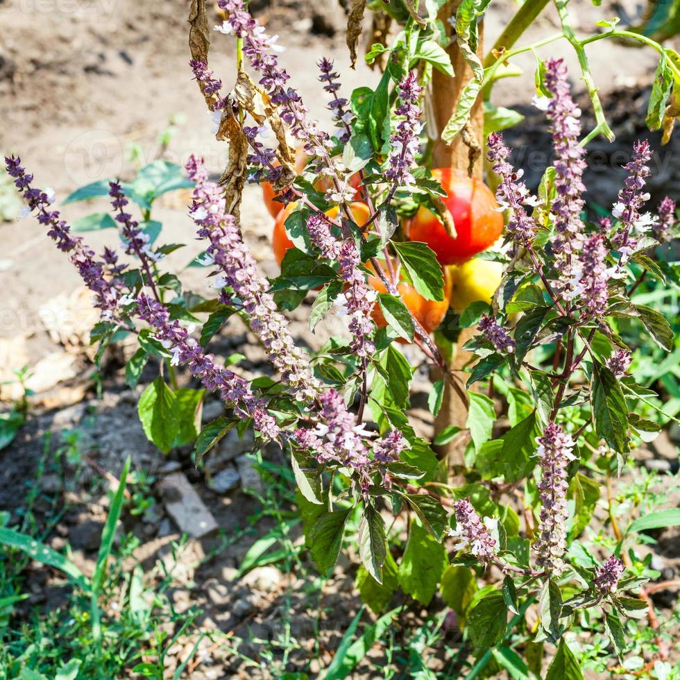 basil herb and tomatoes in garden in sunny day photo