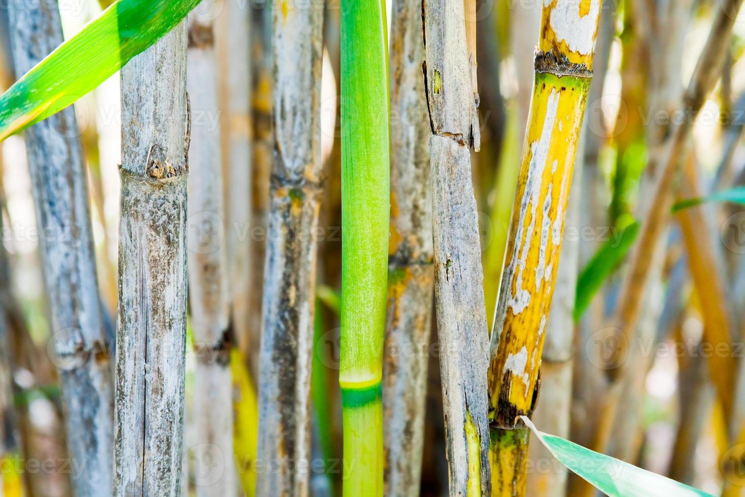 green bamboo trunk photo