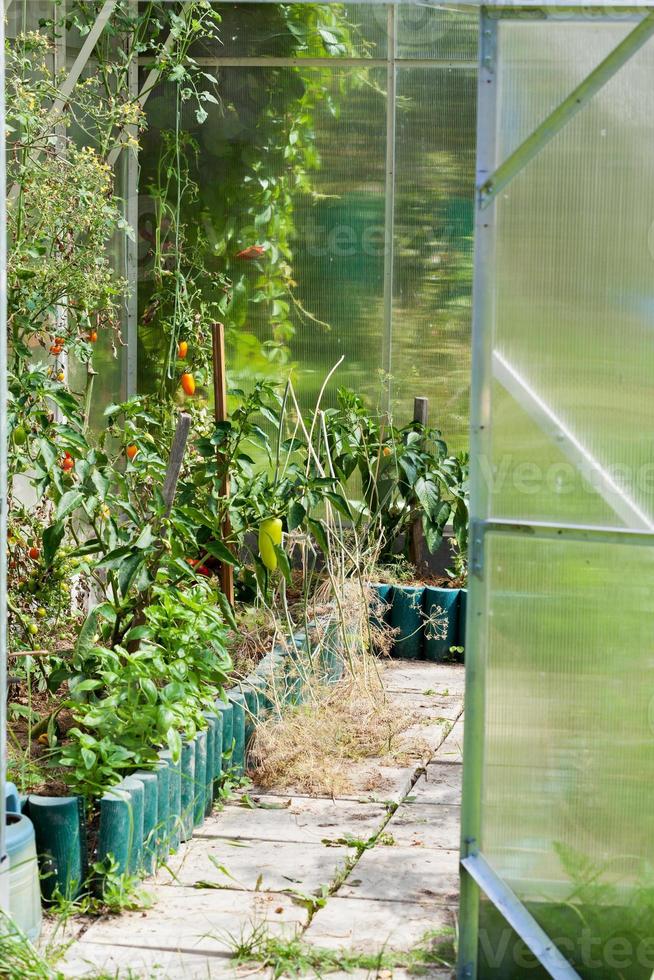 greenhouse in garden photo