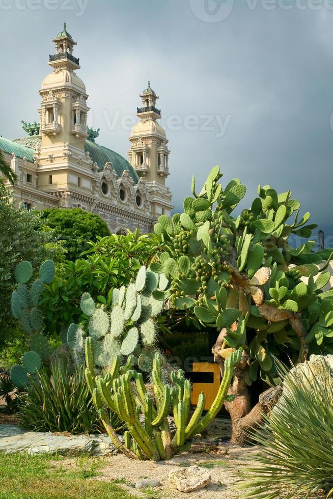 cactus in park in Monte Carlo photo