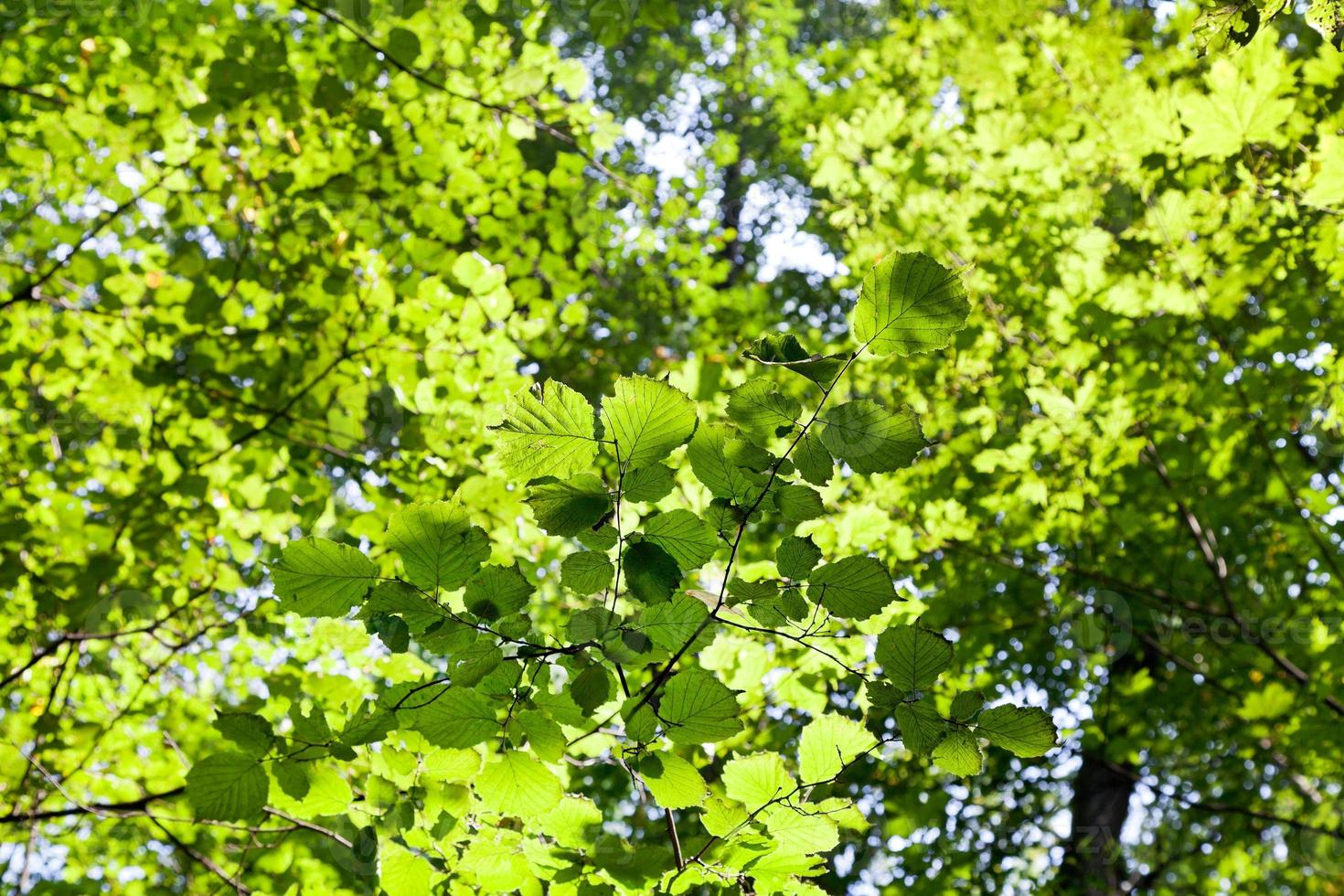 green forest leaves in sunlight photo