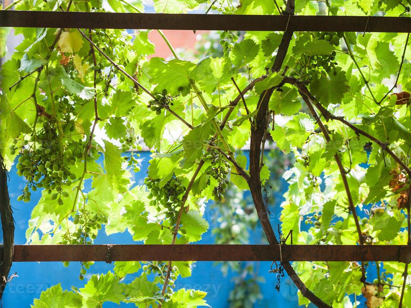 vineyard on backyartd of country house photo