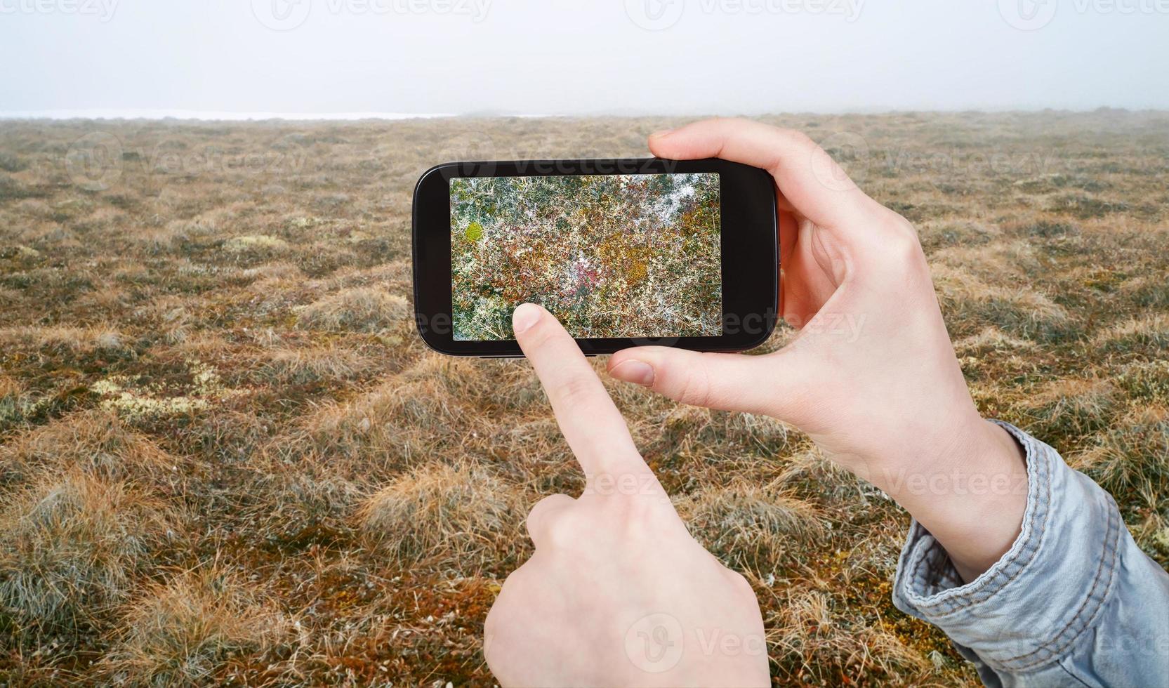 tourist taking photo of plant in Arctic tundra