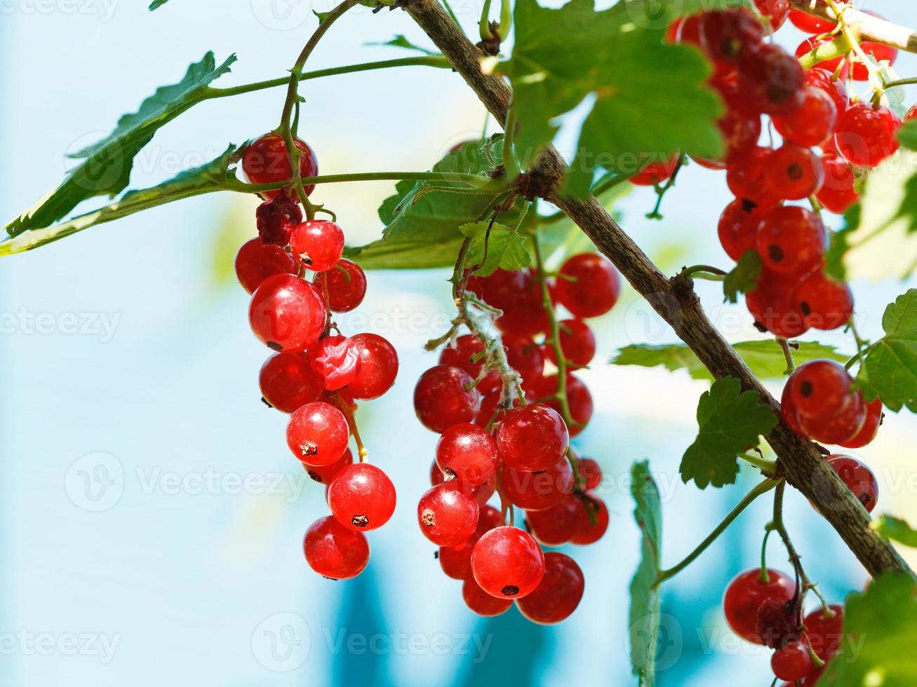 ripe red currant berries close up photo