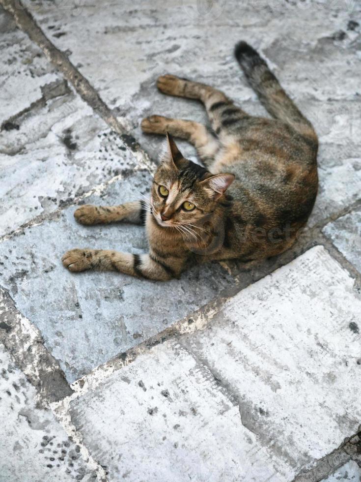 gato urbano sobre pavimento de piedra en la calle en atenas foto