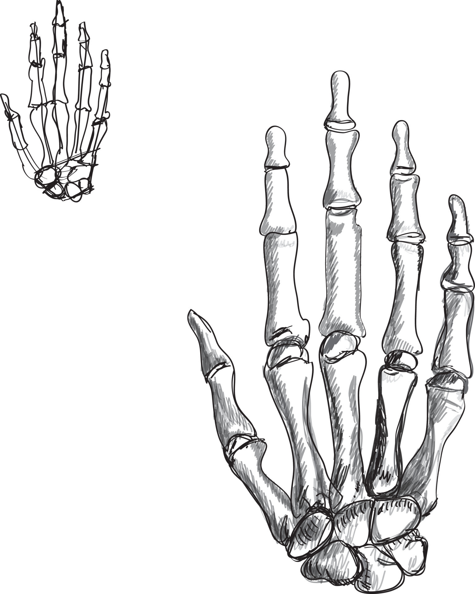 left arm skeleton drawing