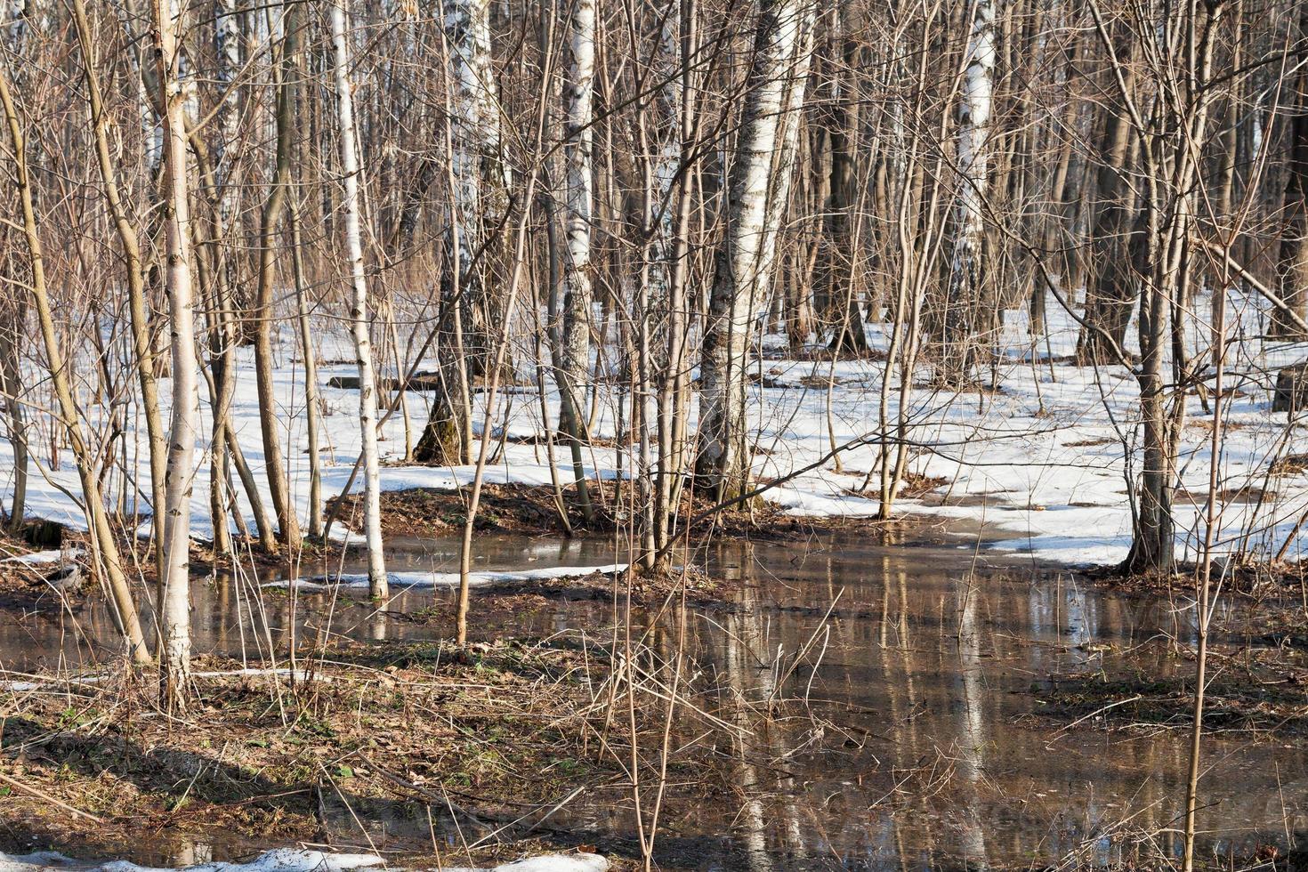 snow melting in birch forest photo