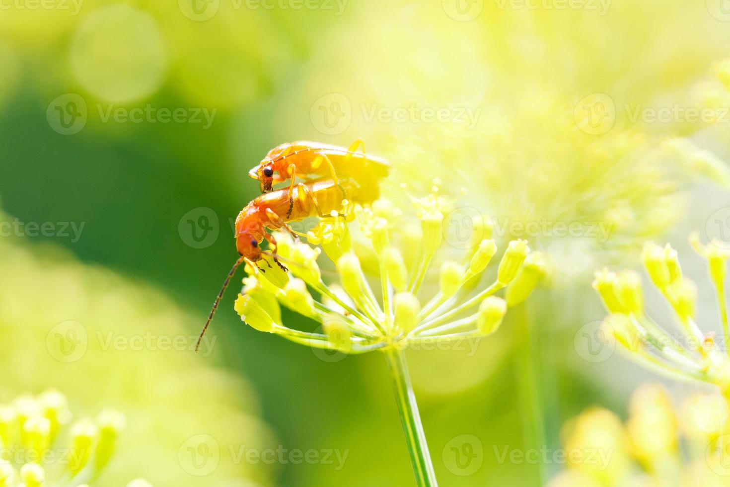 two soldier beetles on dill plant photo
