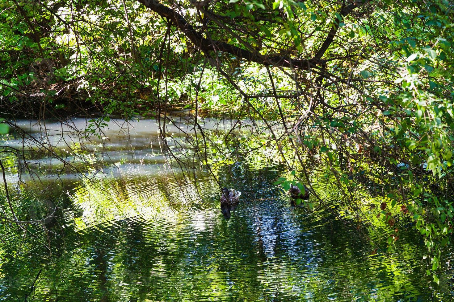 ducks in small forest pond in summer photo