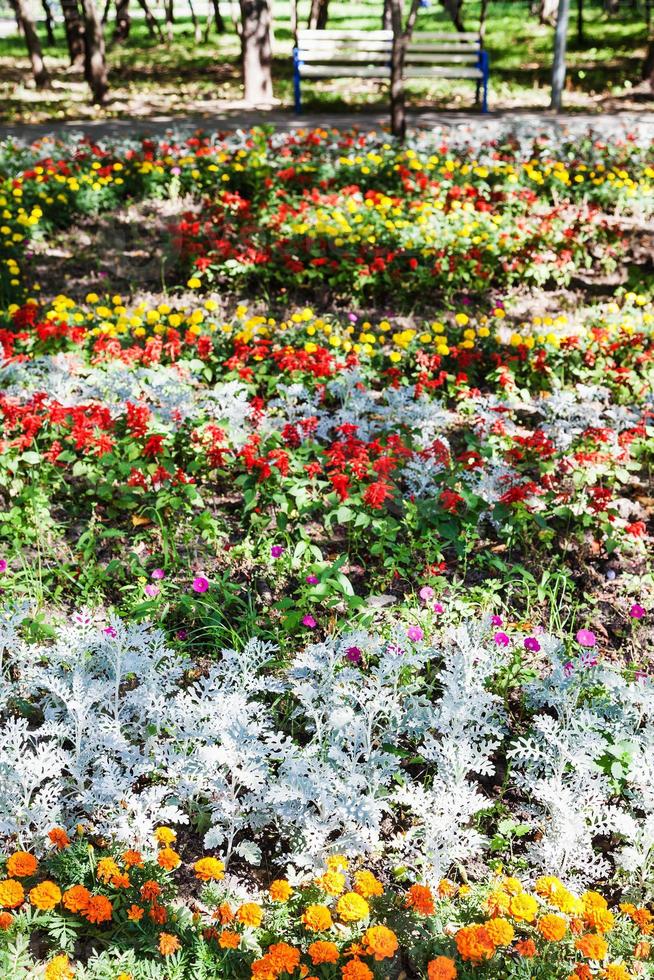 macizo de flores con flores de clavel y planta jacobaea foto