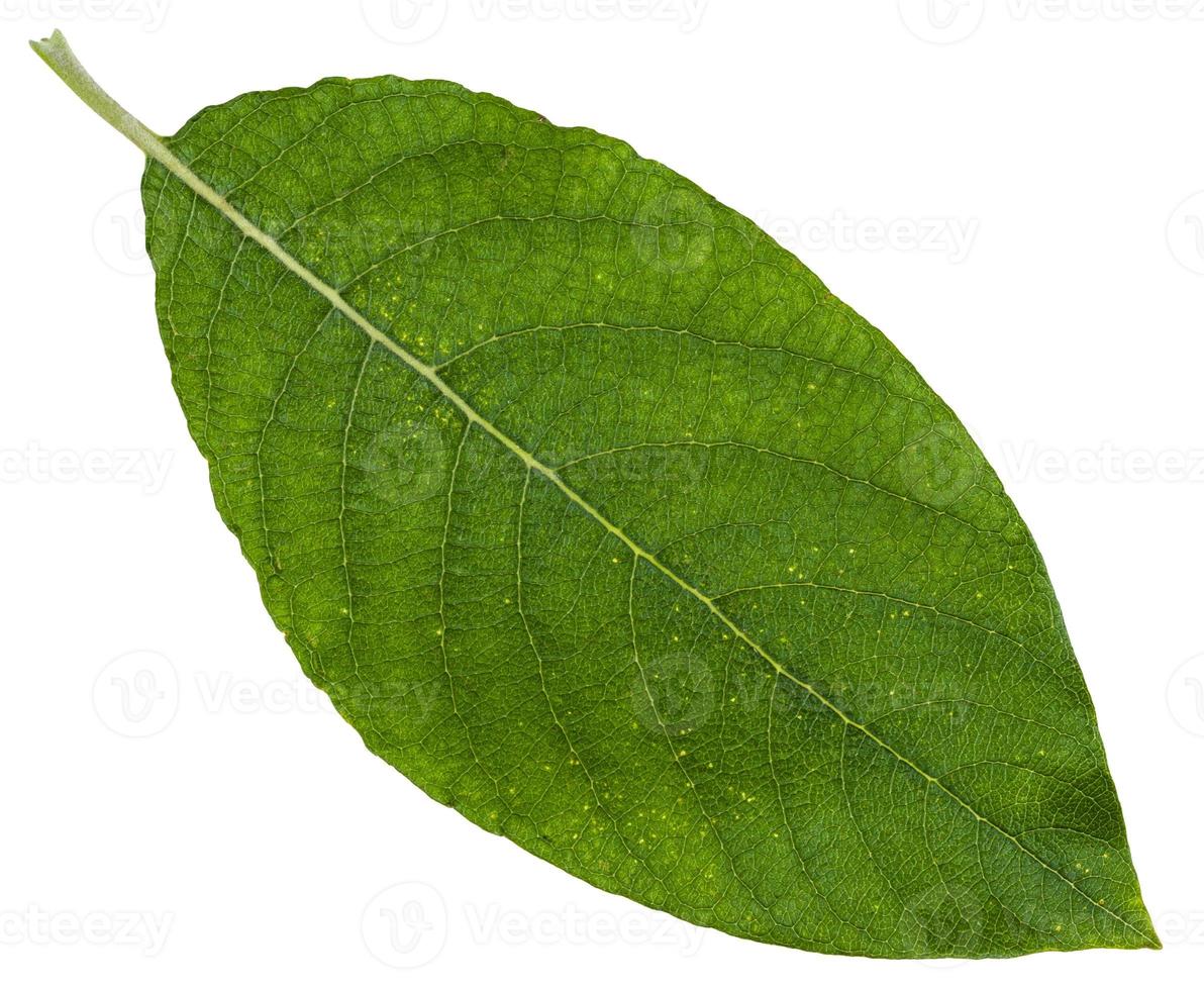 green leaf of Sallow willow isolated photo