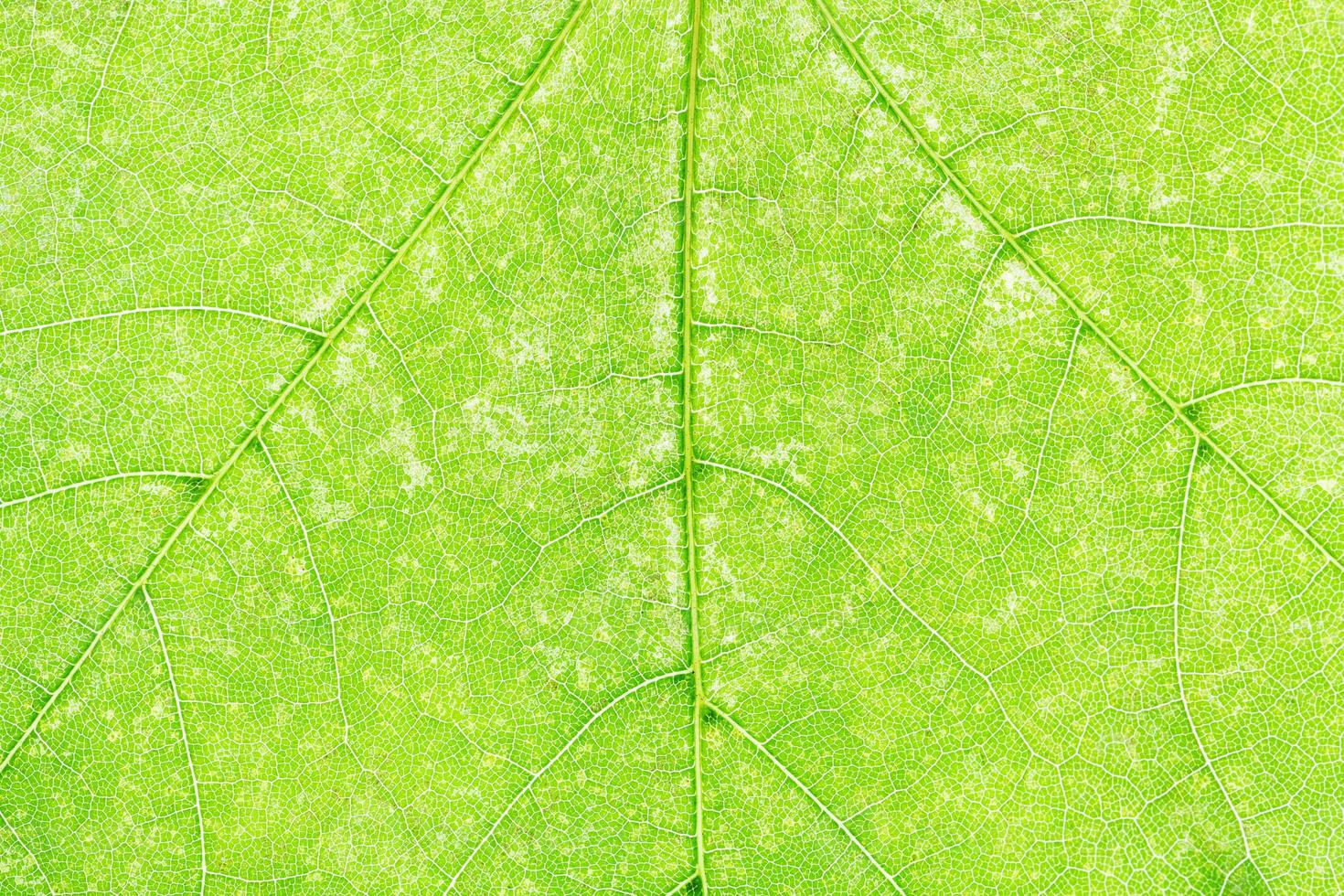 texture of fresh green maple leaf close up photo