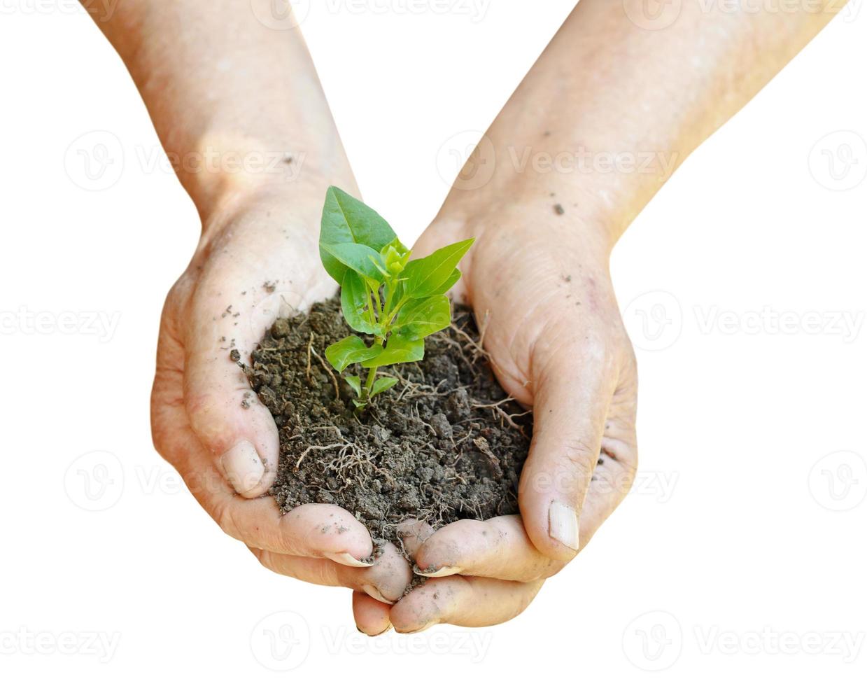 suelo y brote verde en manos de agricultores foto