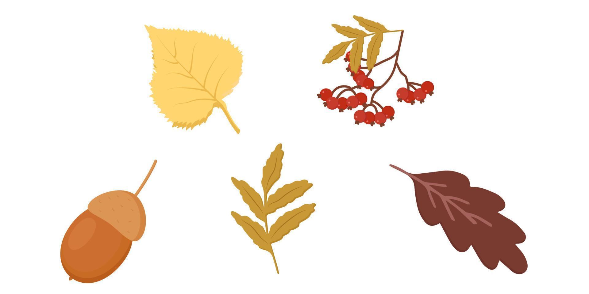 autumn elements rowan branch acorn birch oak leaf rowan vector