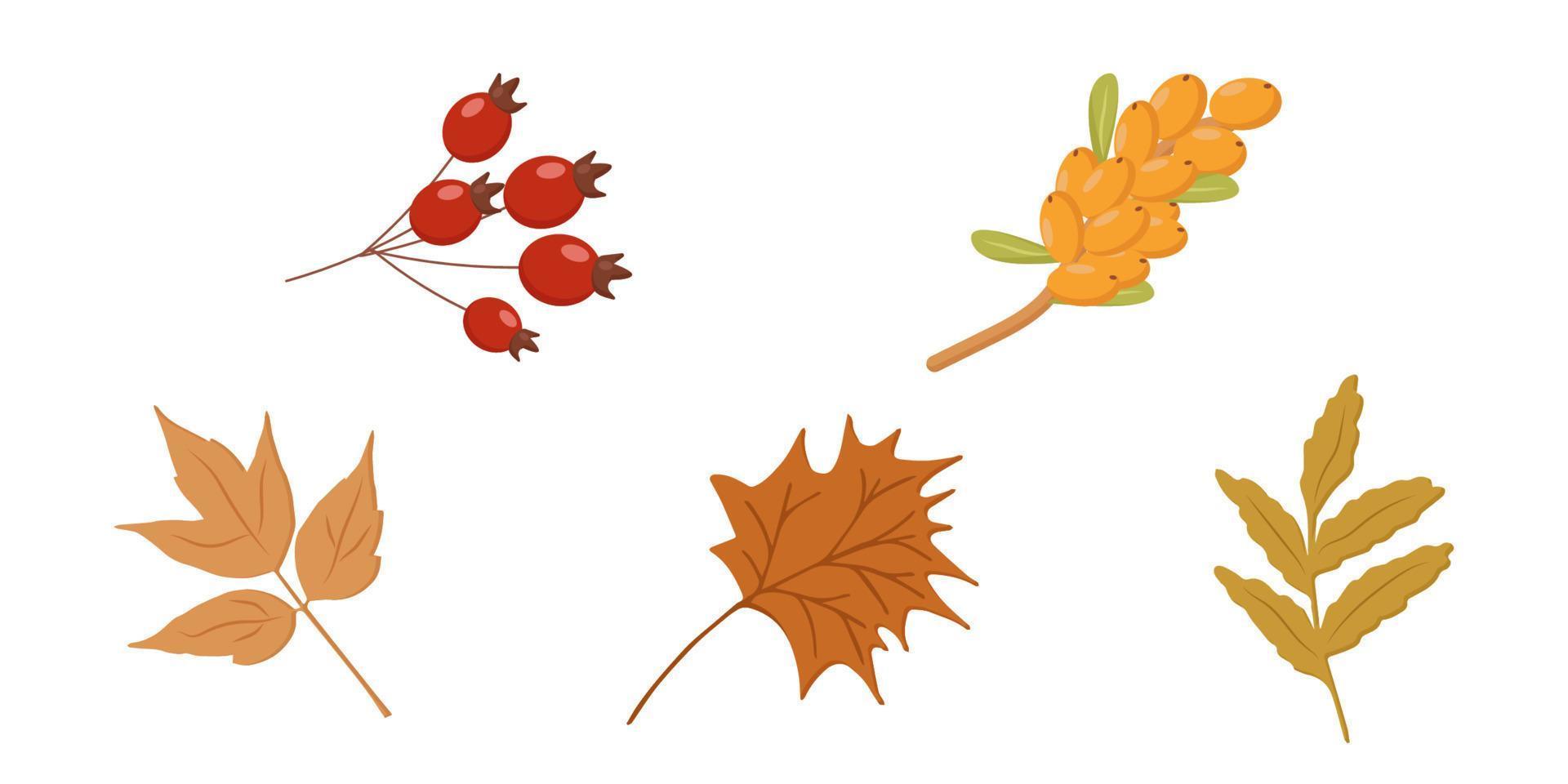 autumn elements maple leaves rowan rosehip berries sea buckthorn branch vector