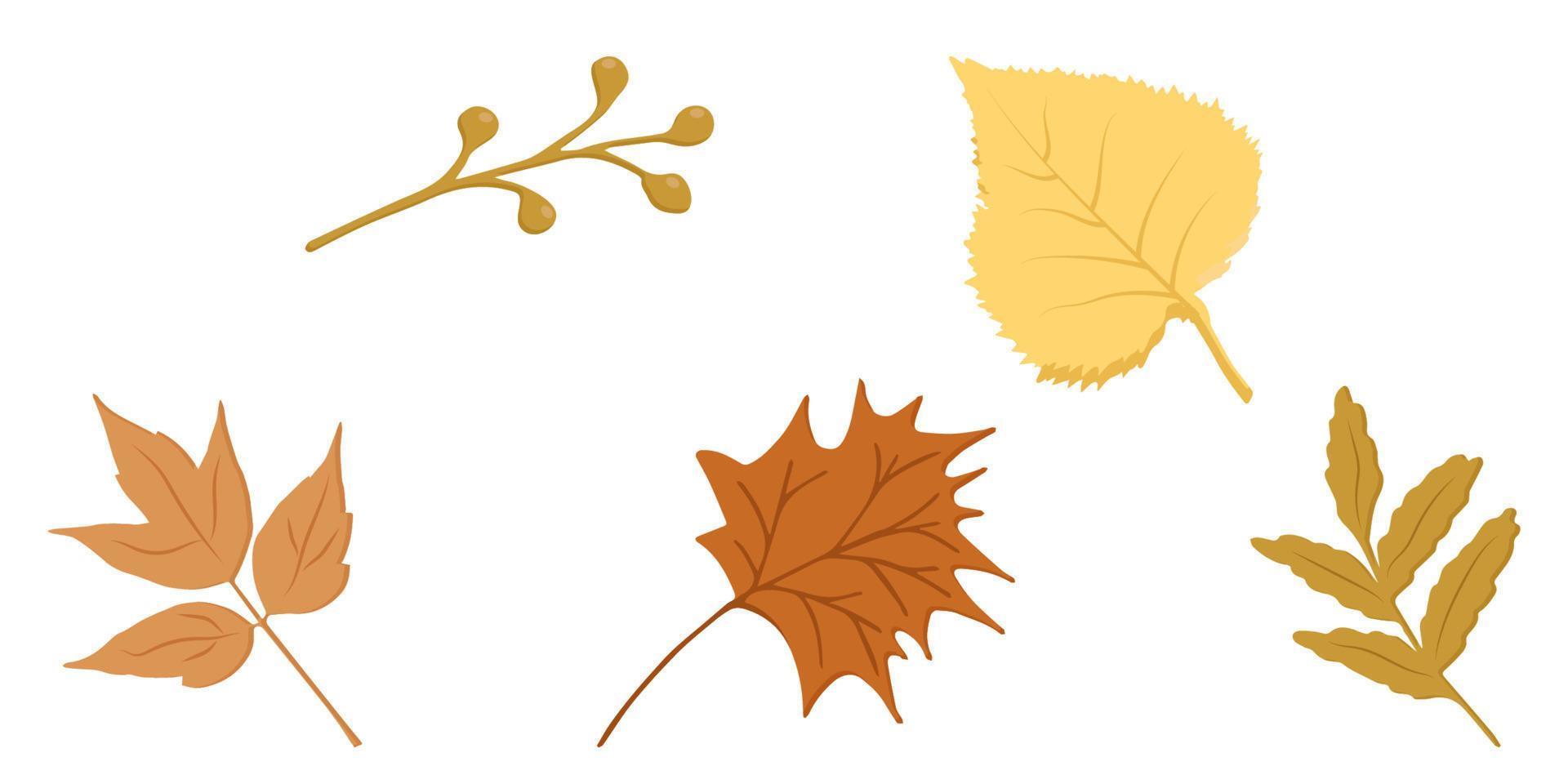 autumn elements maple leaves rowan birch twig vector