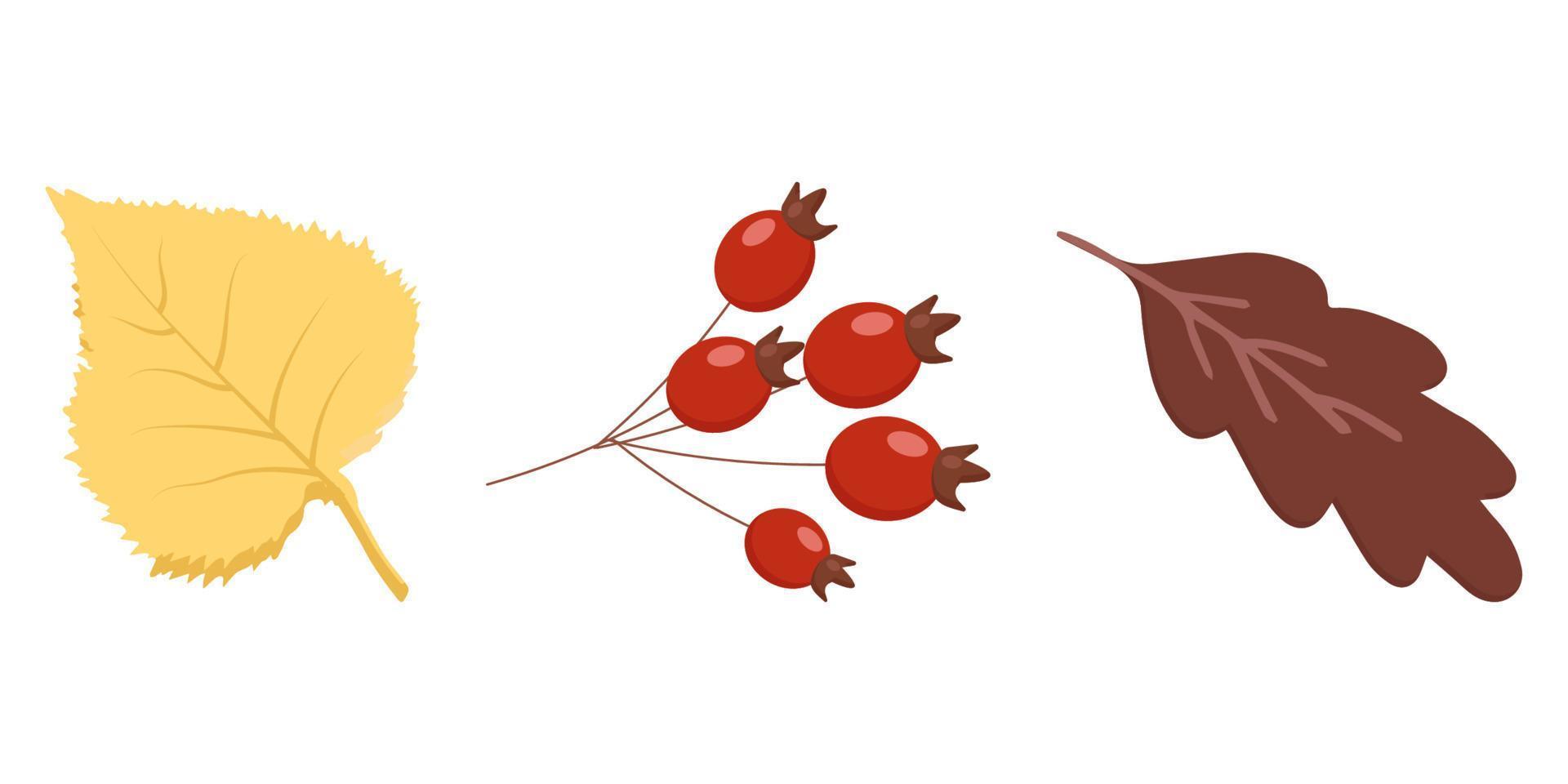 autumn elements birch oak leaf rosehip berries vector