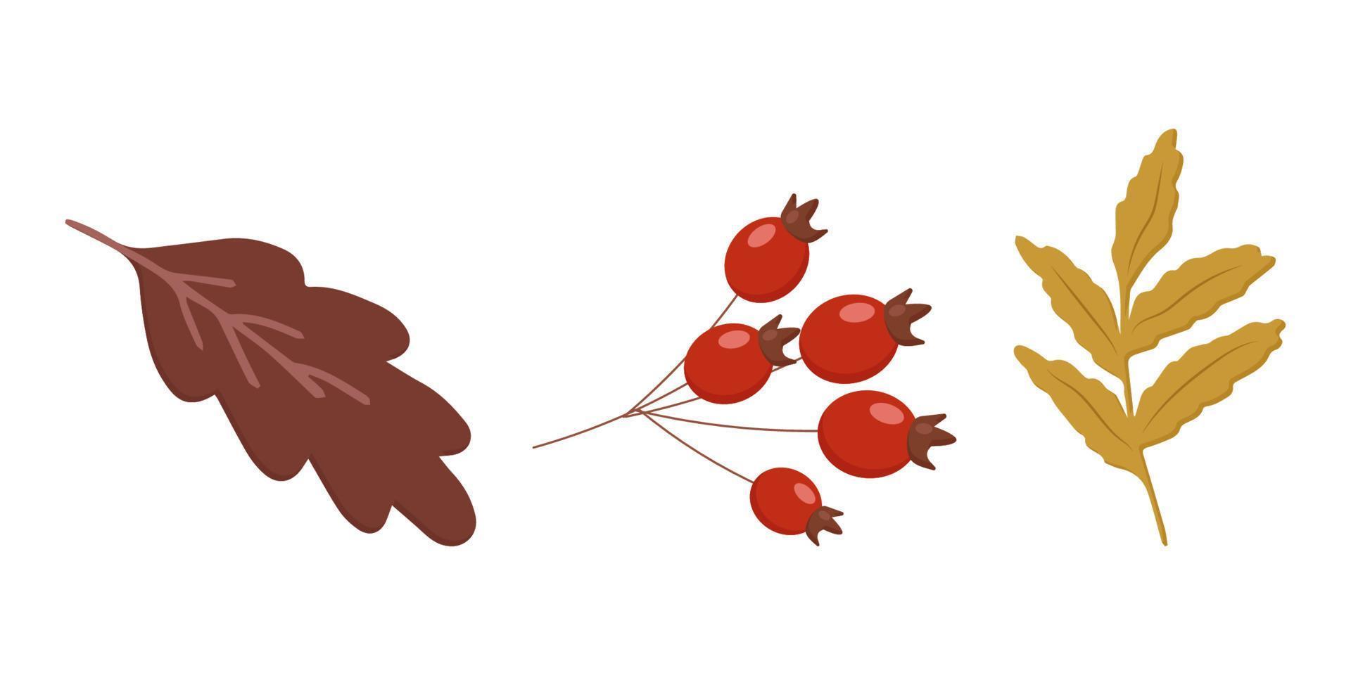 autumn elements rowan oak leaf rosehip berries vector