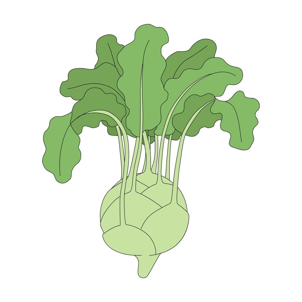 Vector illustration of kohlrabi. Cabbage head in cartoon style. Fresh