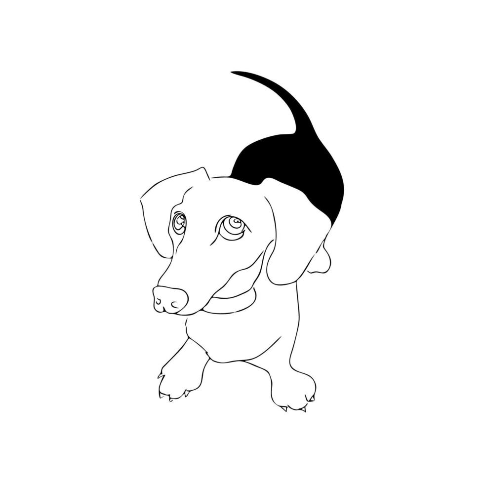perro dachshund con cola, ilustración vectorial vector