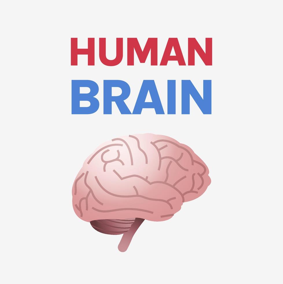 cerebro anatómico del órgano interno humano y concepto médico del cerebro humano ilustración vectorial plana. vector