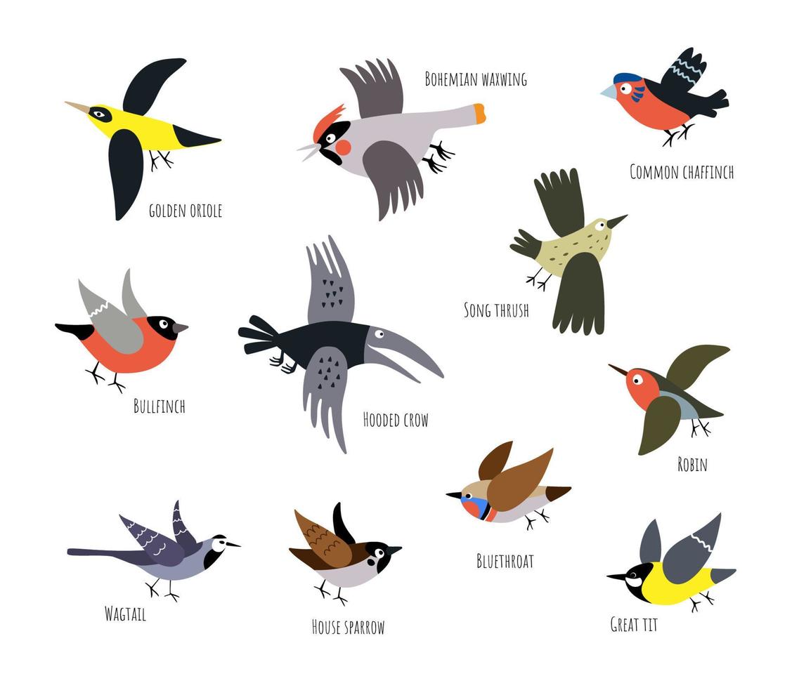 conjunto de vectores con pequeños pájaros de la ciudad aislados en un fondo blanco. carbonero común, gorrión, camachuelo y cuervo. impresión gráfica para niños.