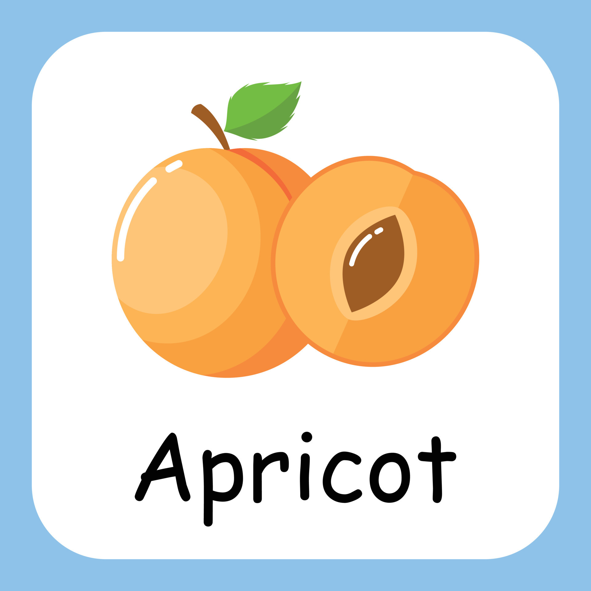 Apricot Clip art with text, Flat design. Education for kids. Vector