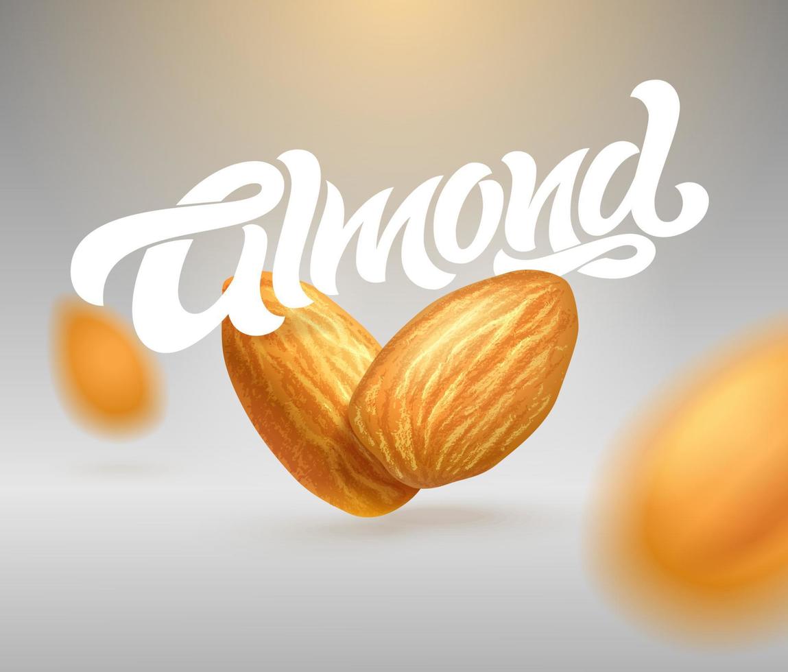 ALMOND typography with realistic illustration of almonds. Modern brush calligraphy. 3d illustration. Template for packaging design, print design, postcard, banner, label, poster, background. vector