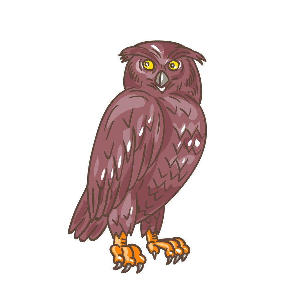 Owl Observing Looking Drawing vector