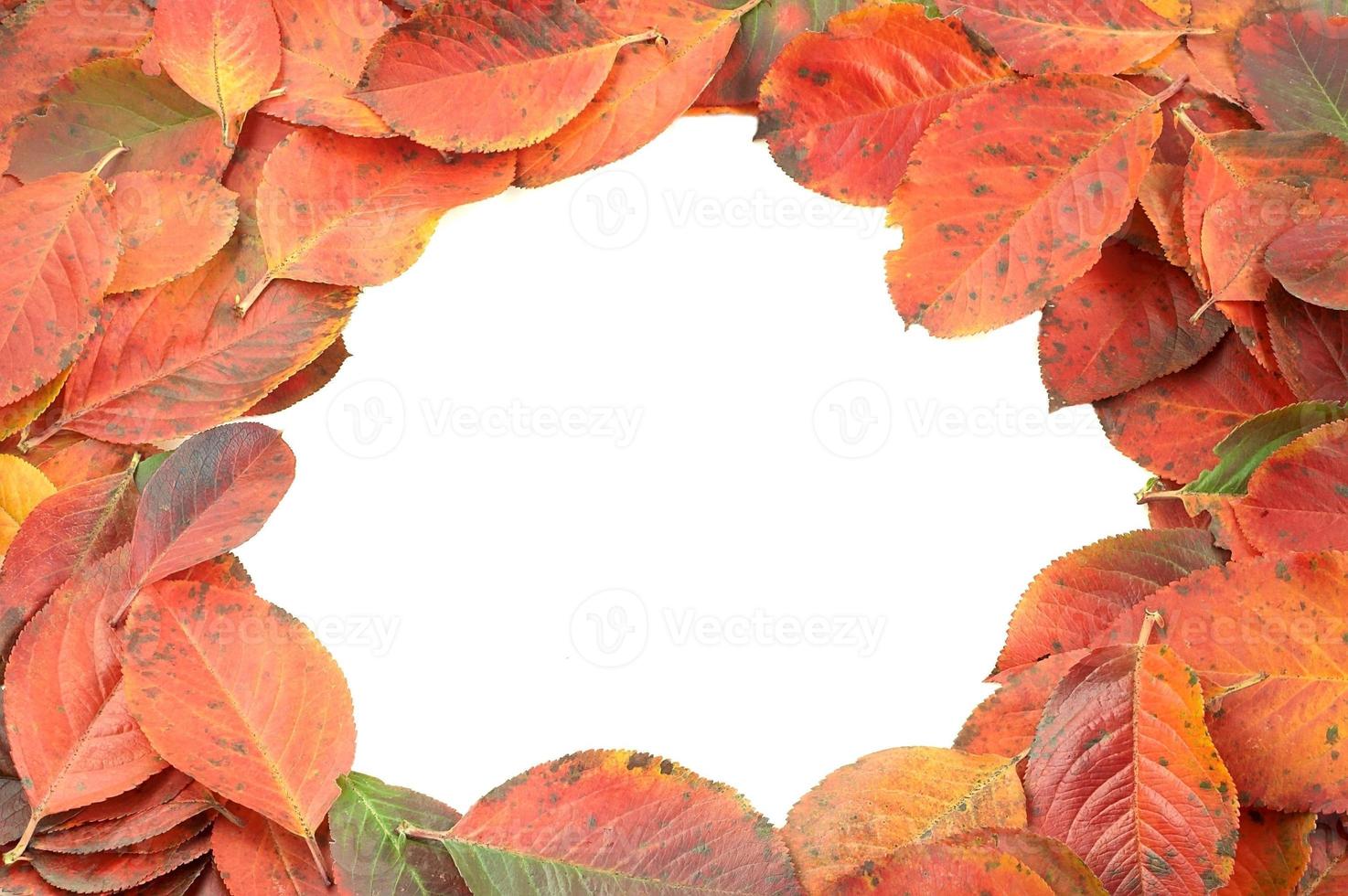 arte de las hojas de otoño foto