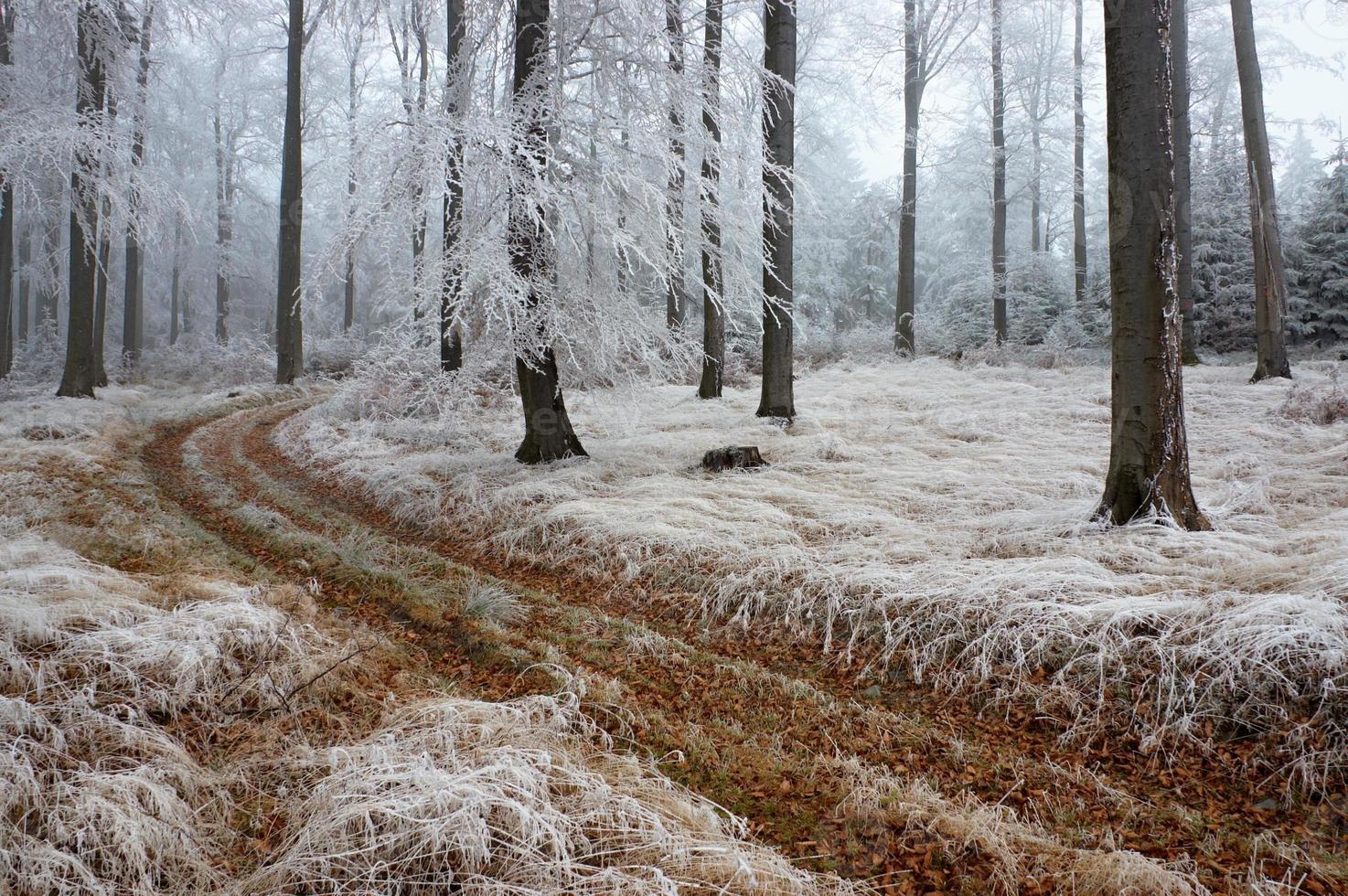 Fog forest path photo