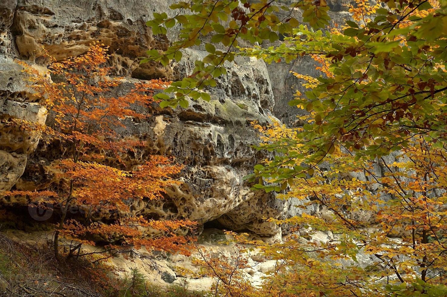 Tree on rocks photo