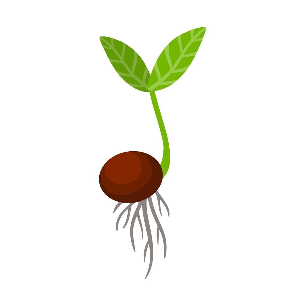 Sprout of plant. Small green leaves. Sprouted seed. Farm and gardening. Planting of crop. Element of nature and flora. Start of tree growth. Flat cartoon illustration vector