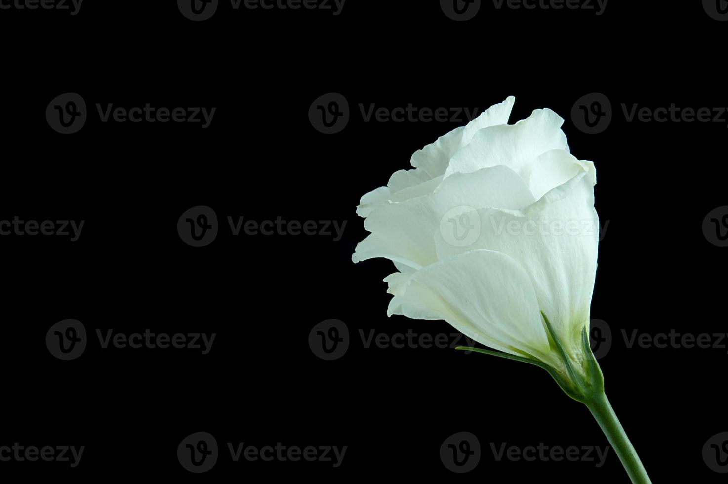 Beautiful white flower photo