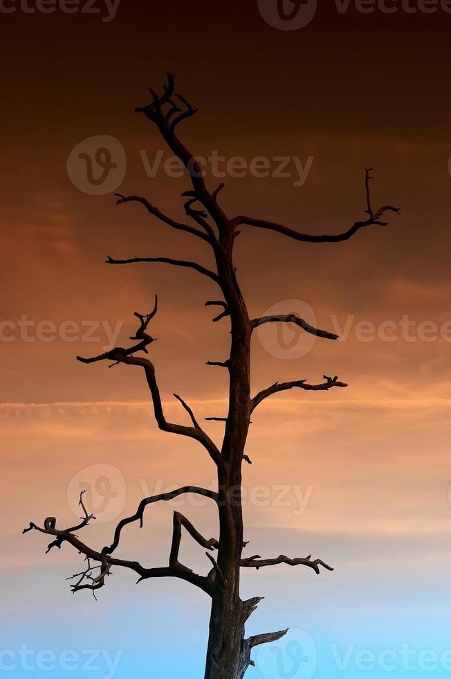 arte del árbol de fragmentos foto