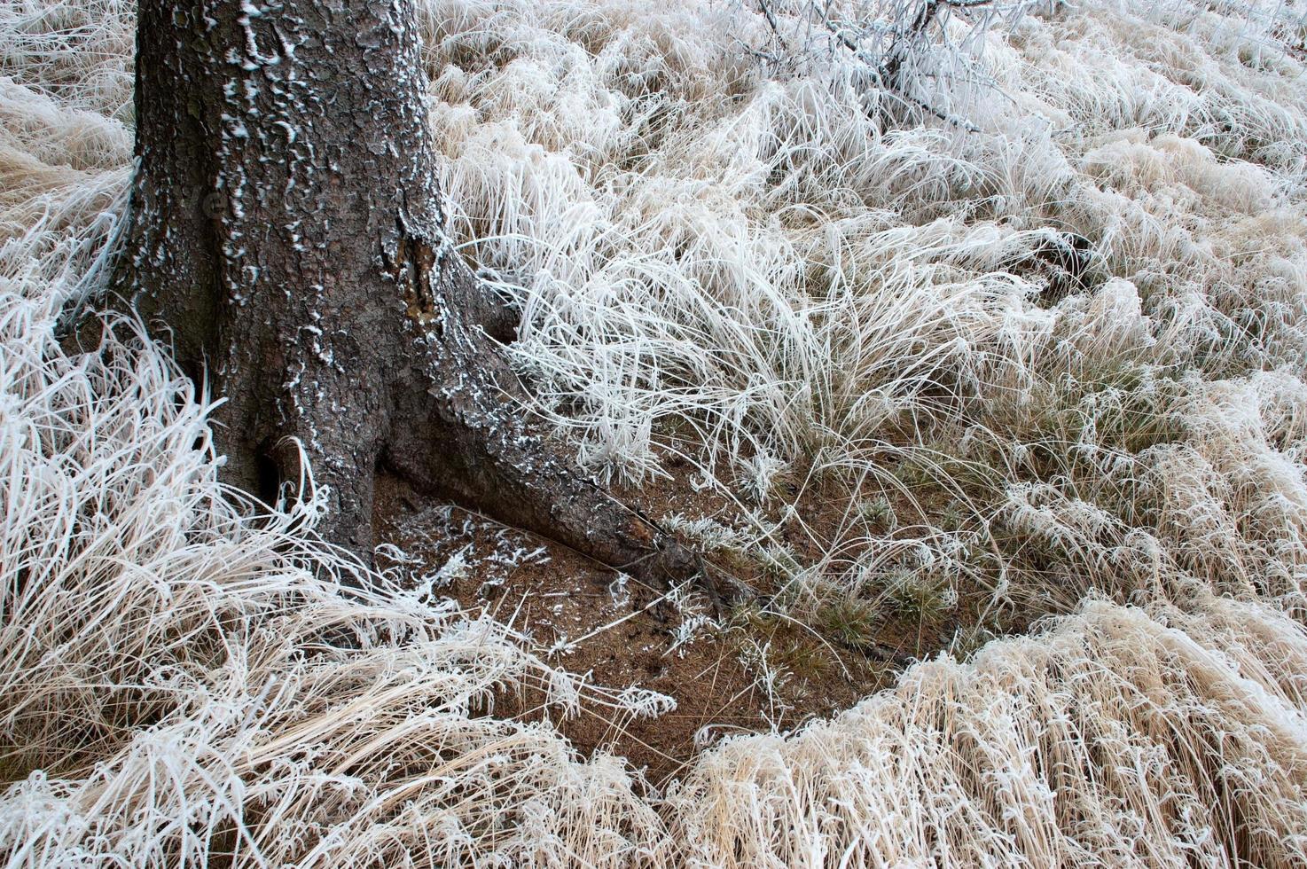 tree and grass photo