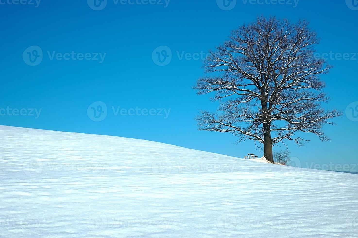 árbol en invierno foto