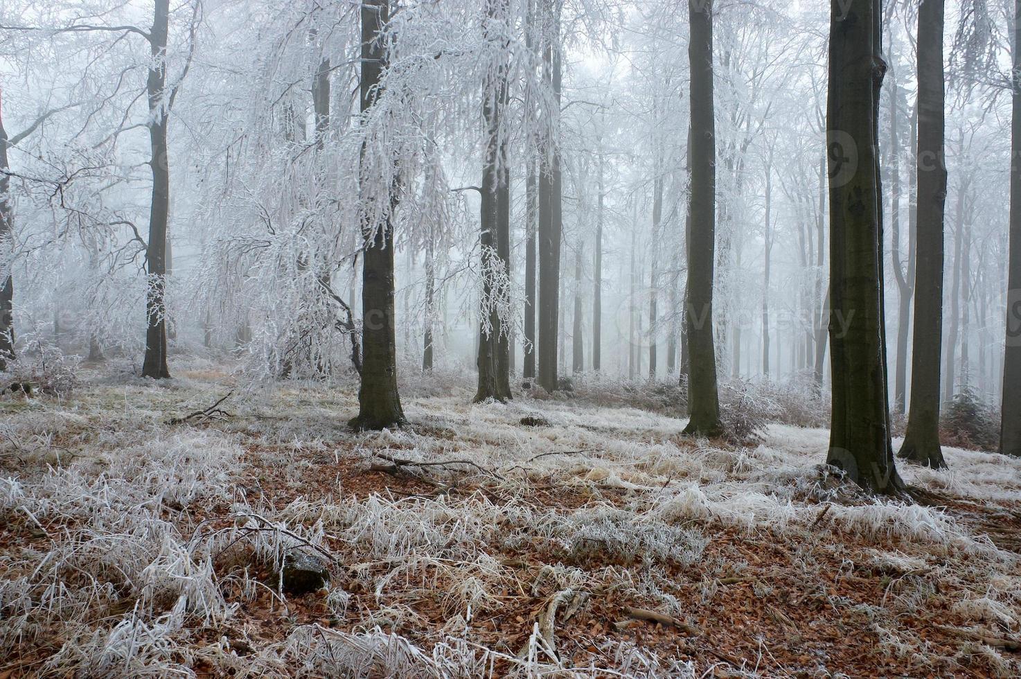 In frosty beech forest photo