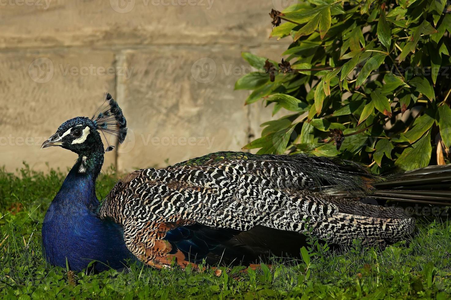 Pose of peacock photo