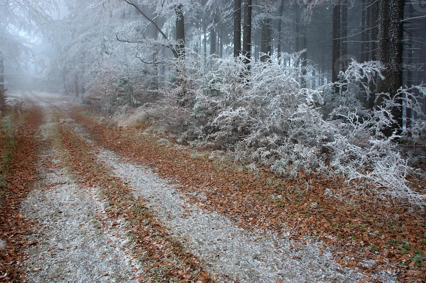 Fog and woods ride photo