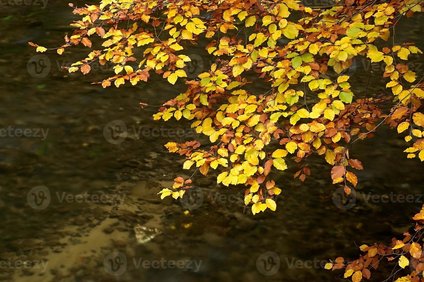 Autumn branch above water photo