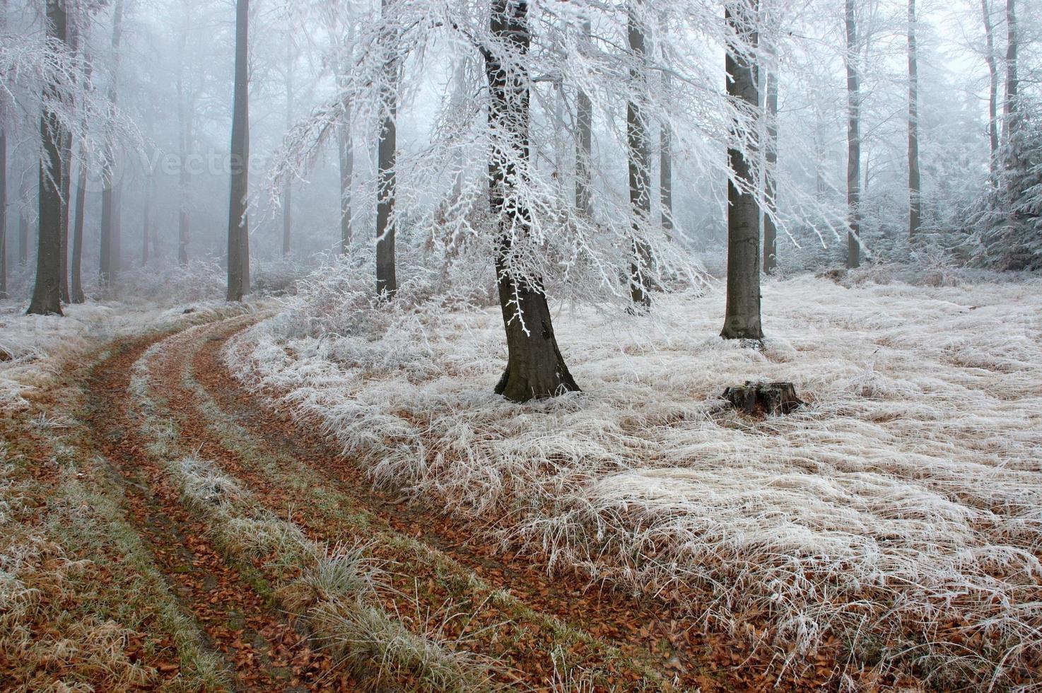 Freeze forest path photo
