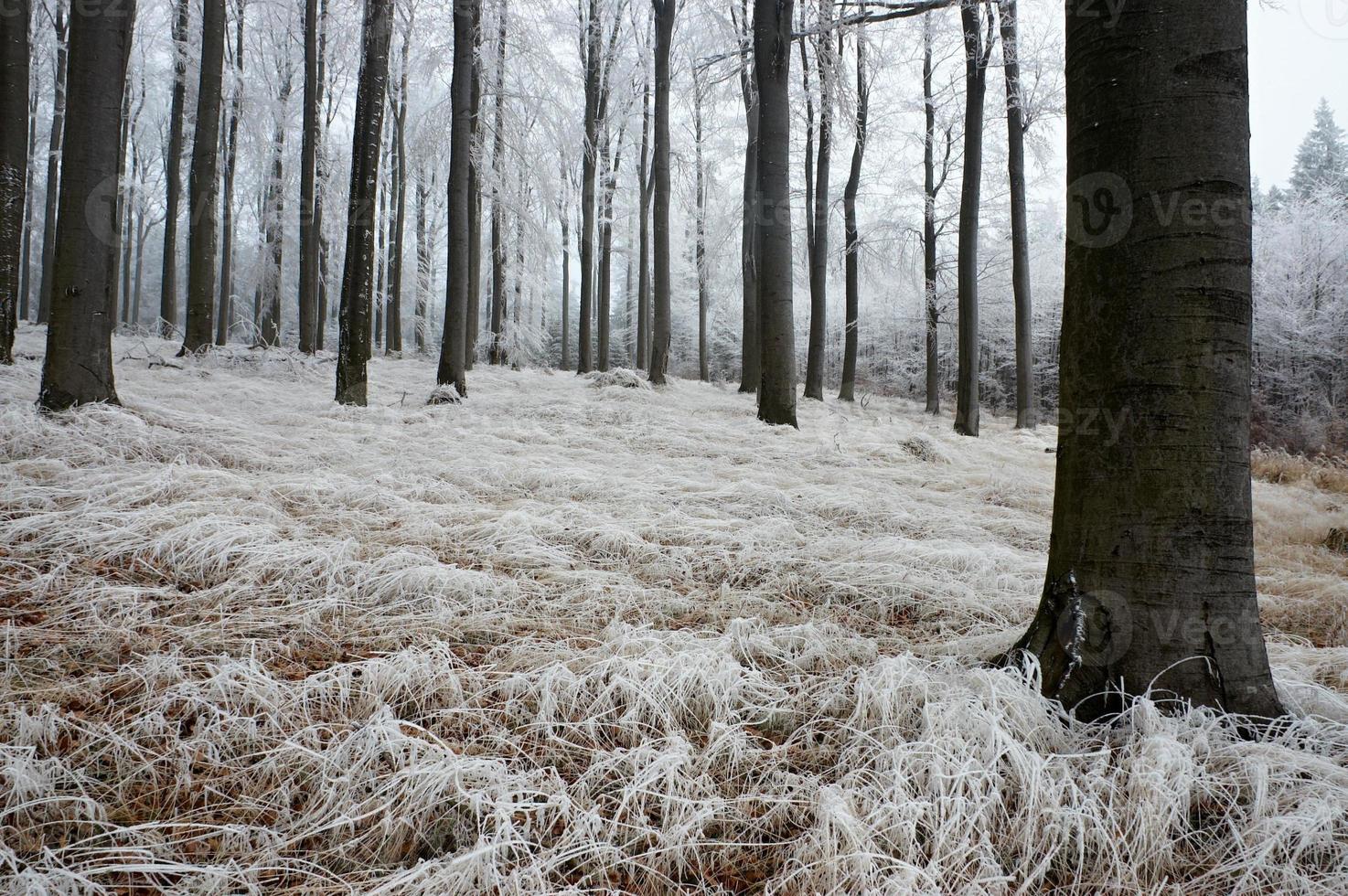 In frosty beechwood photo